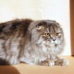 Cara Merawat Kucing Anggora yang Mudah & Sehat