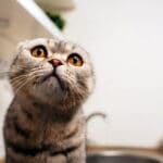 Cara Merawat Kucing Kampung yang Mudah & Sehat