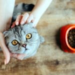 Jenis Kucing Persia dan Harganya [TERBARU]