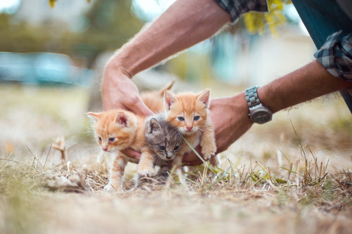 Jenis Kucing Kampung Yang Perlu Kamu Tahu! | Meowpedia.com