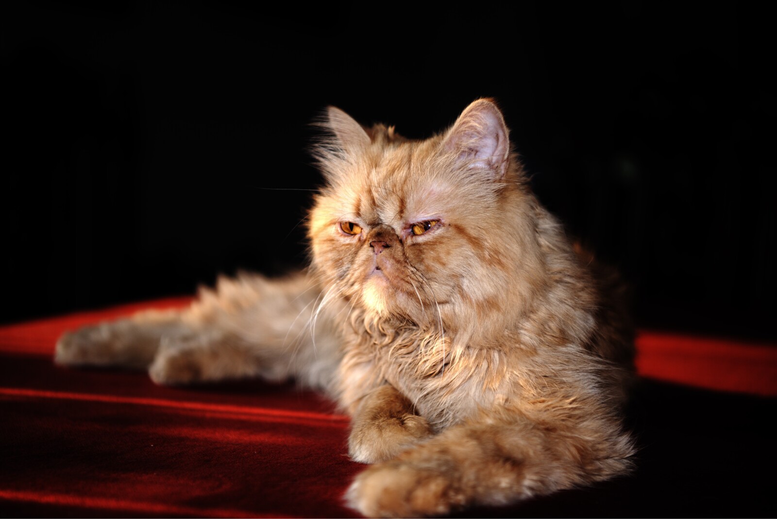 Jenis Kucing Persia Peaknose