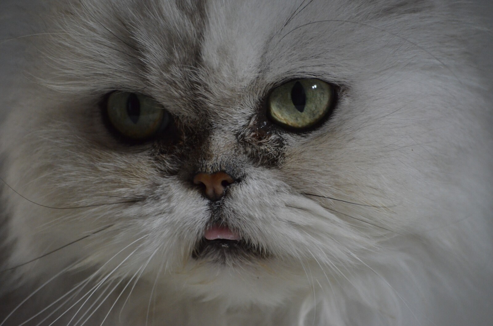 Jenis Kucing Persia Himalaya