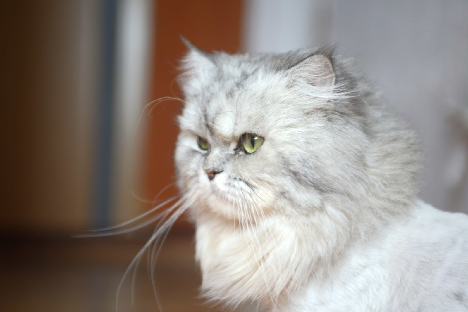 Jenis Kucing Persia Flatnose